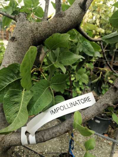 ETIQUETAS PARA JARDINERÍA