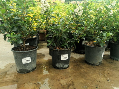 ETIQUETAS PARA JARDINERÍA